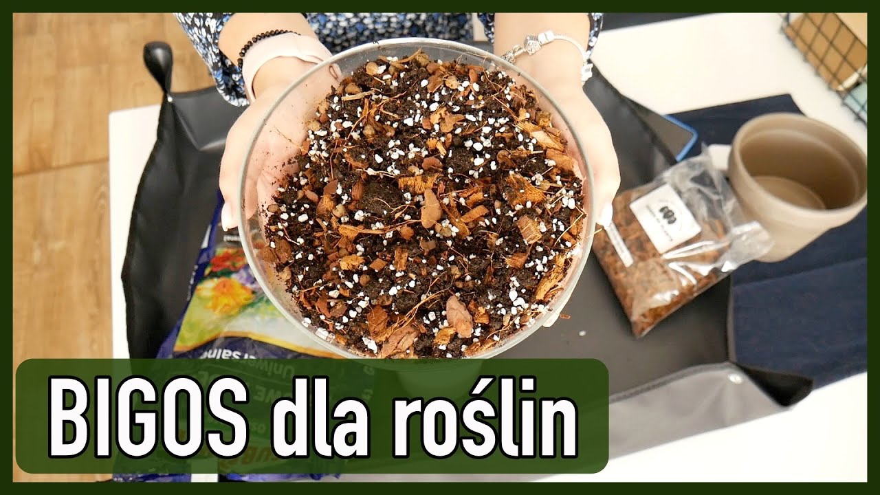 Jak zrobić BIGOS dla roślin? Tutorial