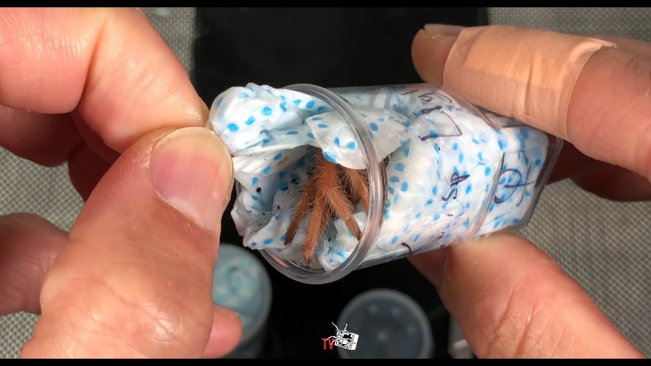 ULTRA RARE Tarantula in the BOX! Got the Light!!