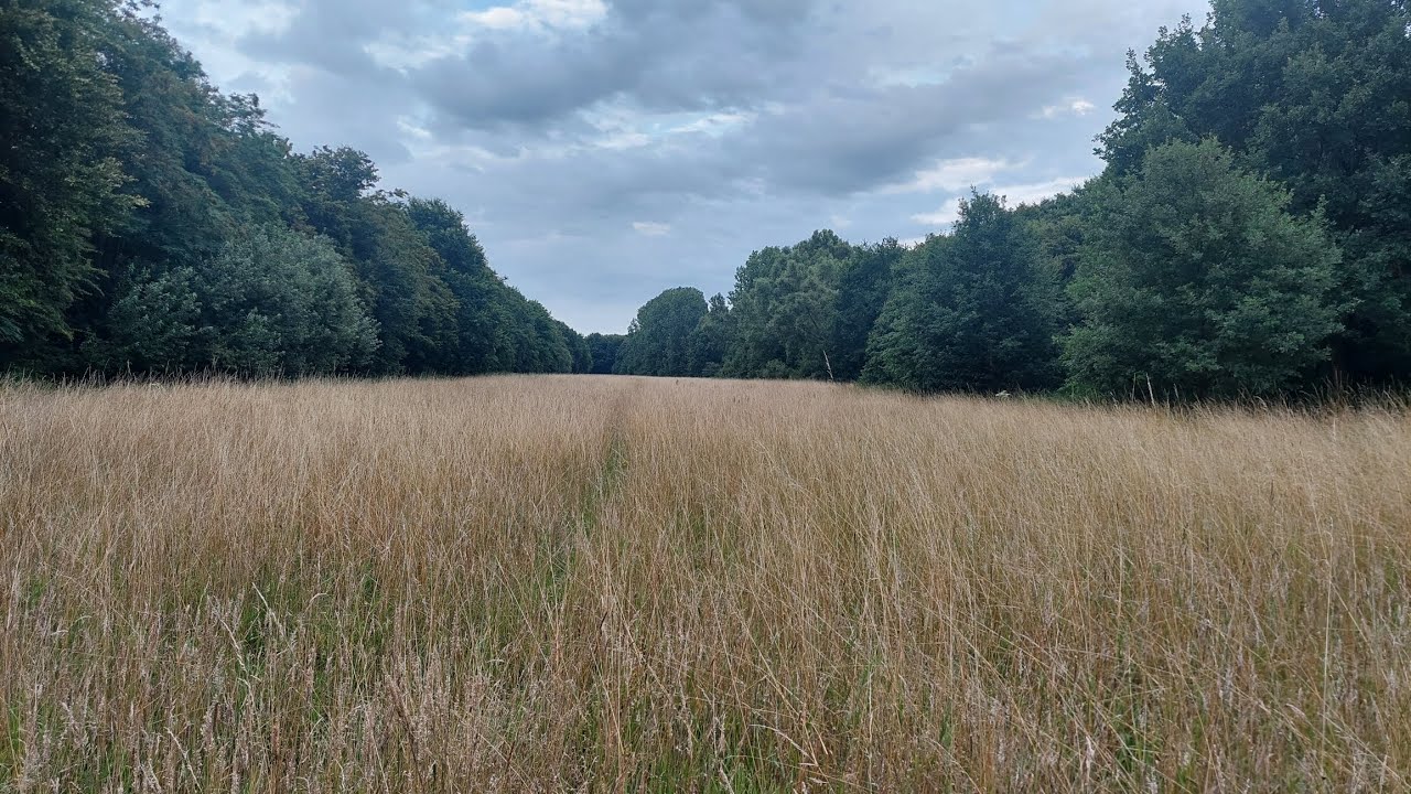 Operation Birkenleder am Morakniv Classic 2 - Gedanken, der lange Weg und das Ergebnis