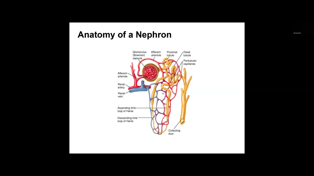 Mastering Medical Terminology Chapter 6: Urinary System