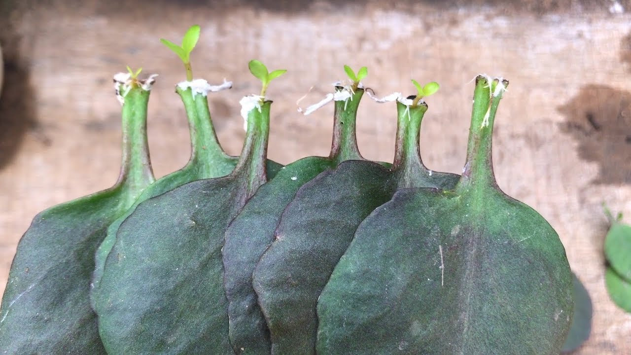 Как посадить листья каланхоэ в пластиковые бутылки | Bryophyllum calycinum