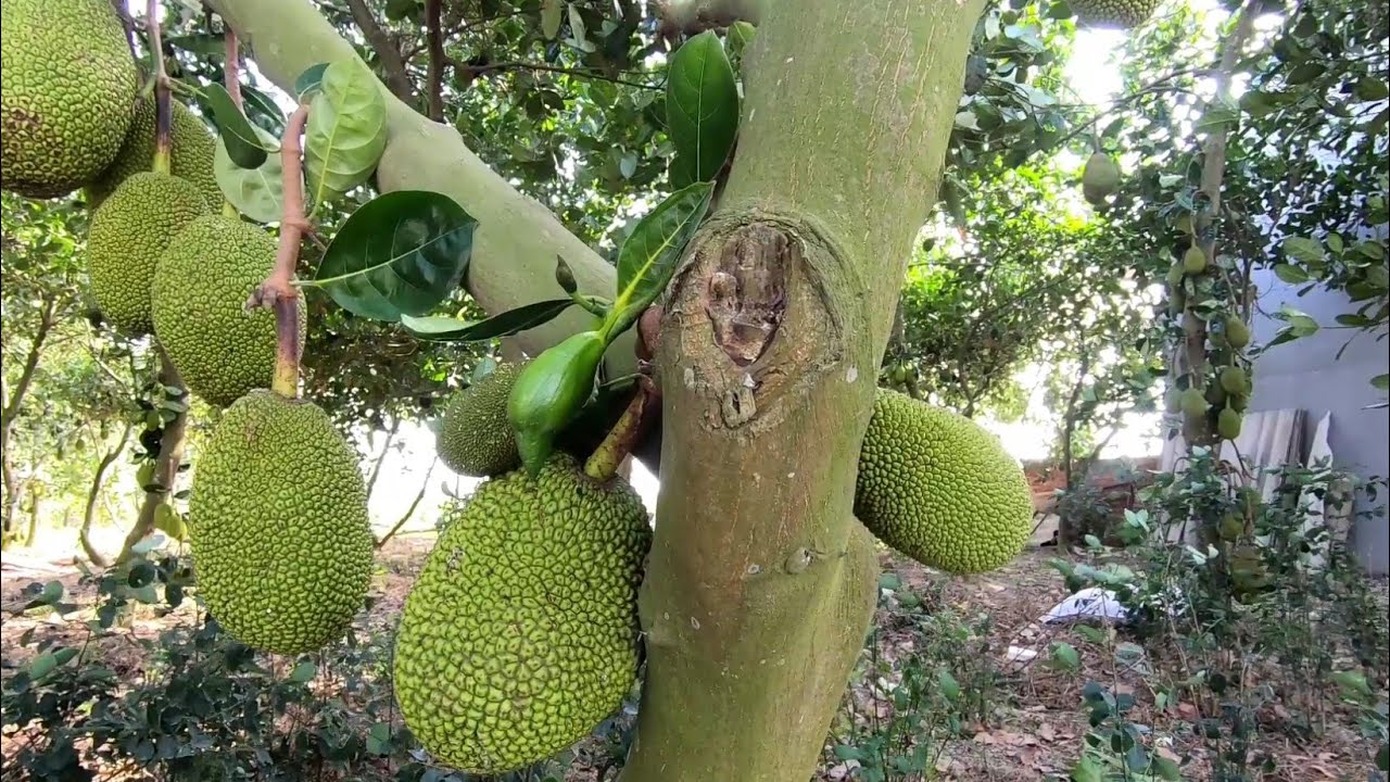 Vì Sao Mít Không Ra Quả - Bón Phân Gì Bón Như Thế Nào Cho Cây Mít Phát Triển Tốt Ra Sai Quả