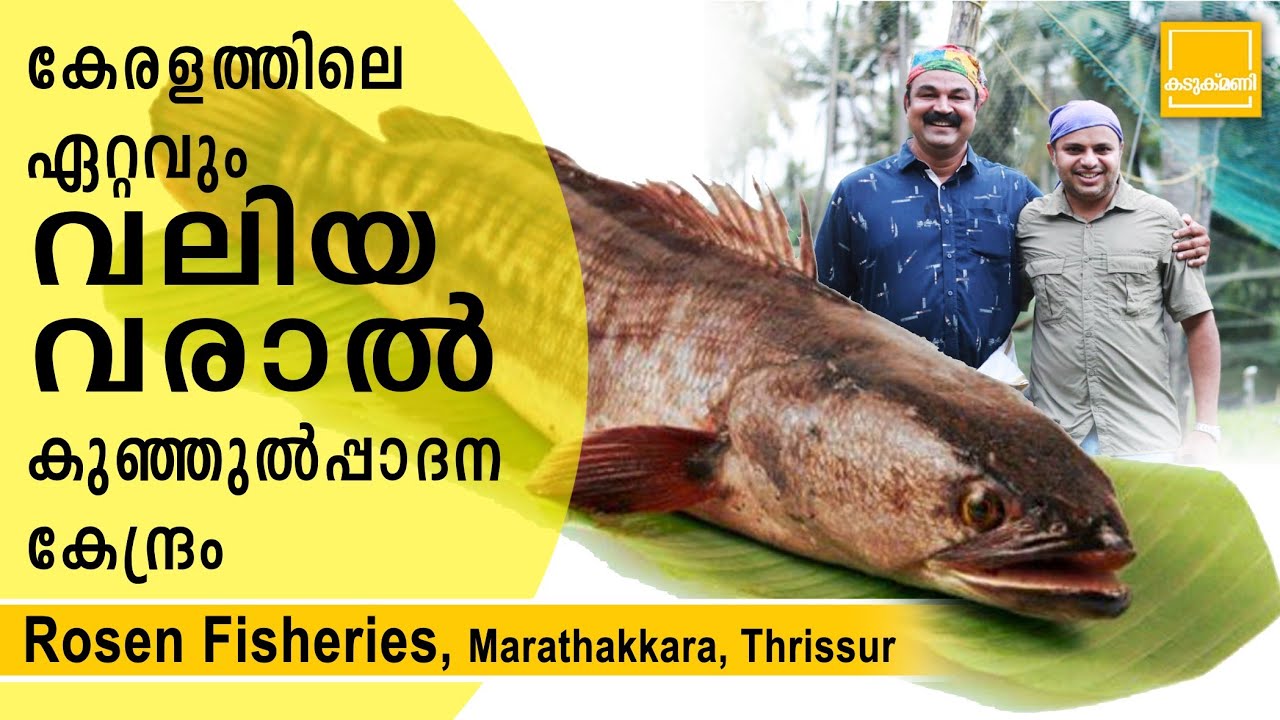 Varal fish farming/കേരളത്തിലെ ഏറ്റവും വലിയ വരാൽ കുഞ്ഞുൽപ്പാദന കേന്ദ്രം/Snake head fish farming