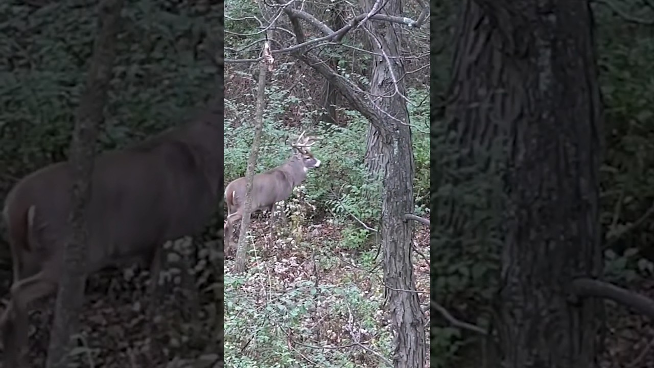 Snort Wheeze Magic #whitetail #deer #deerhunting