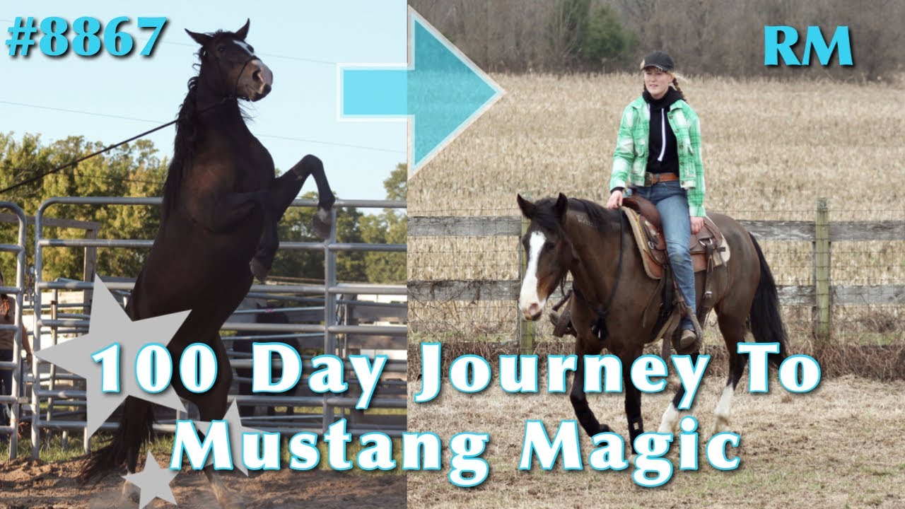 RM’s 100 Day Journey To Mustang Magic | 2023 Mustang Magic Trainers Challenge