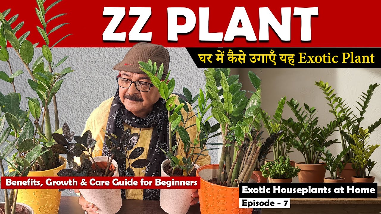 All about ZZ Plant (Zamioculcas Zamiifolia) I ZZ Plant Care I ZZ Plant Benefits, Varieties #zzplant