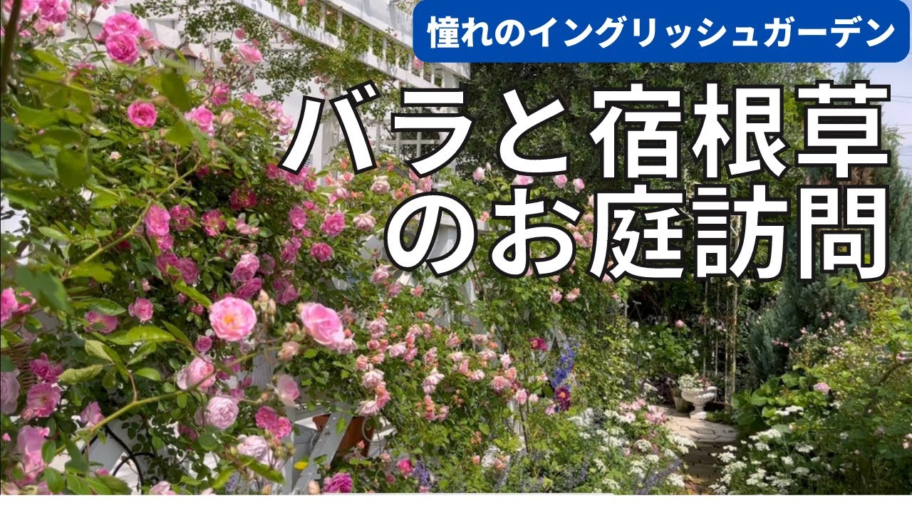 《お庭訪問／憧れのイングリッシュガーデン！》バラと宿根草の調和が最高！絵になるシーンがてんこ盛りホワイトガーデンＤＩＹ手作りのお庭／個人庭／撮影日：５月１９日（千葉県）