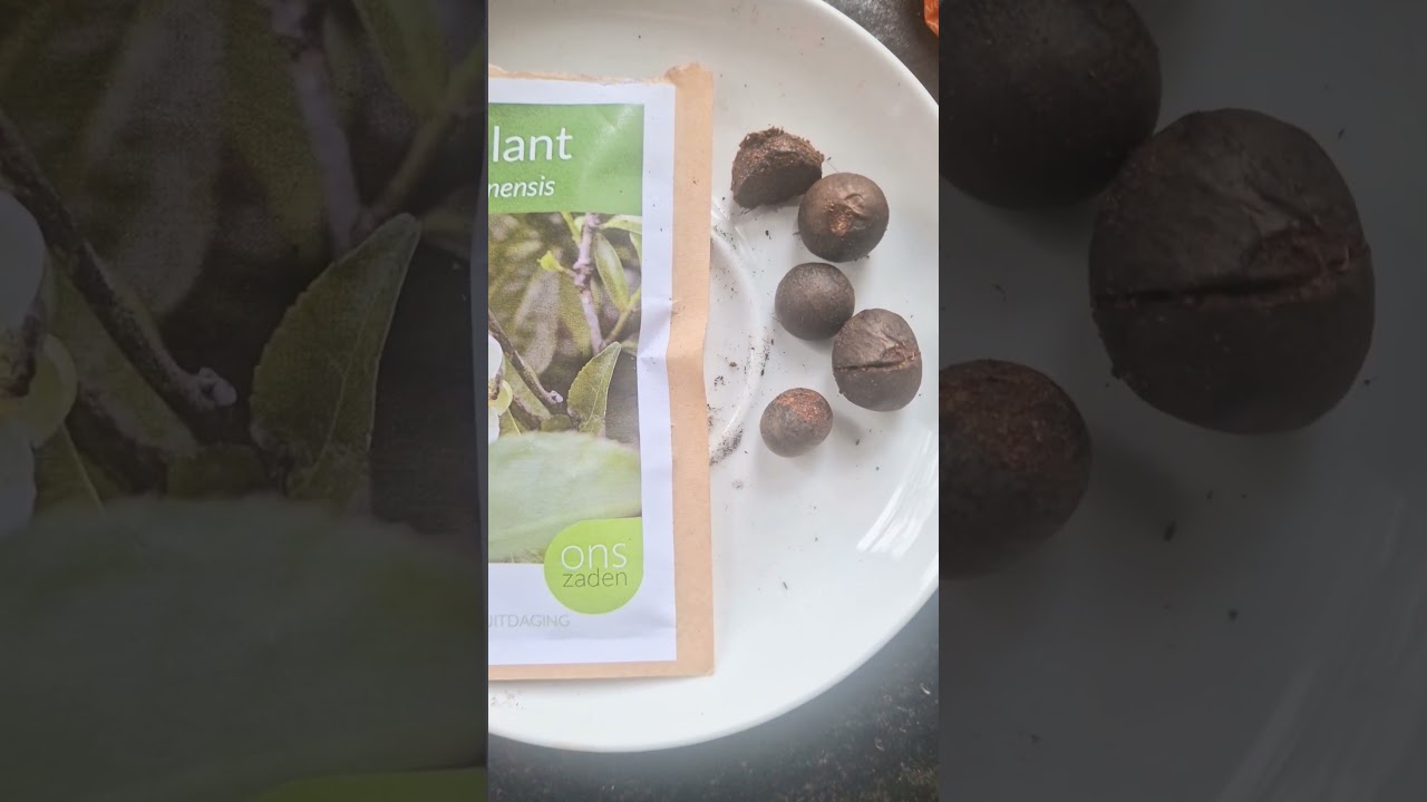 Tea plant, Camellia sinensis seeds #tea #plants