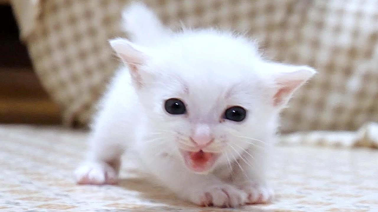 Оживленный белый котенок громким голосом просит молока [Котенок защищённый кот]