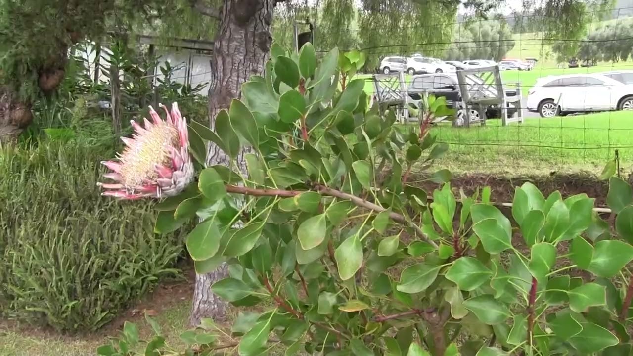 Around the Garden with Jimmy K: Lavender Garden Hawaii