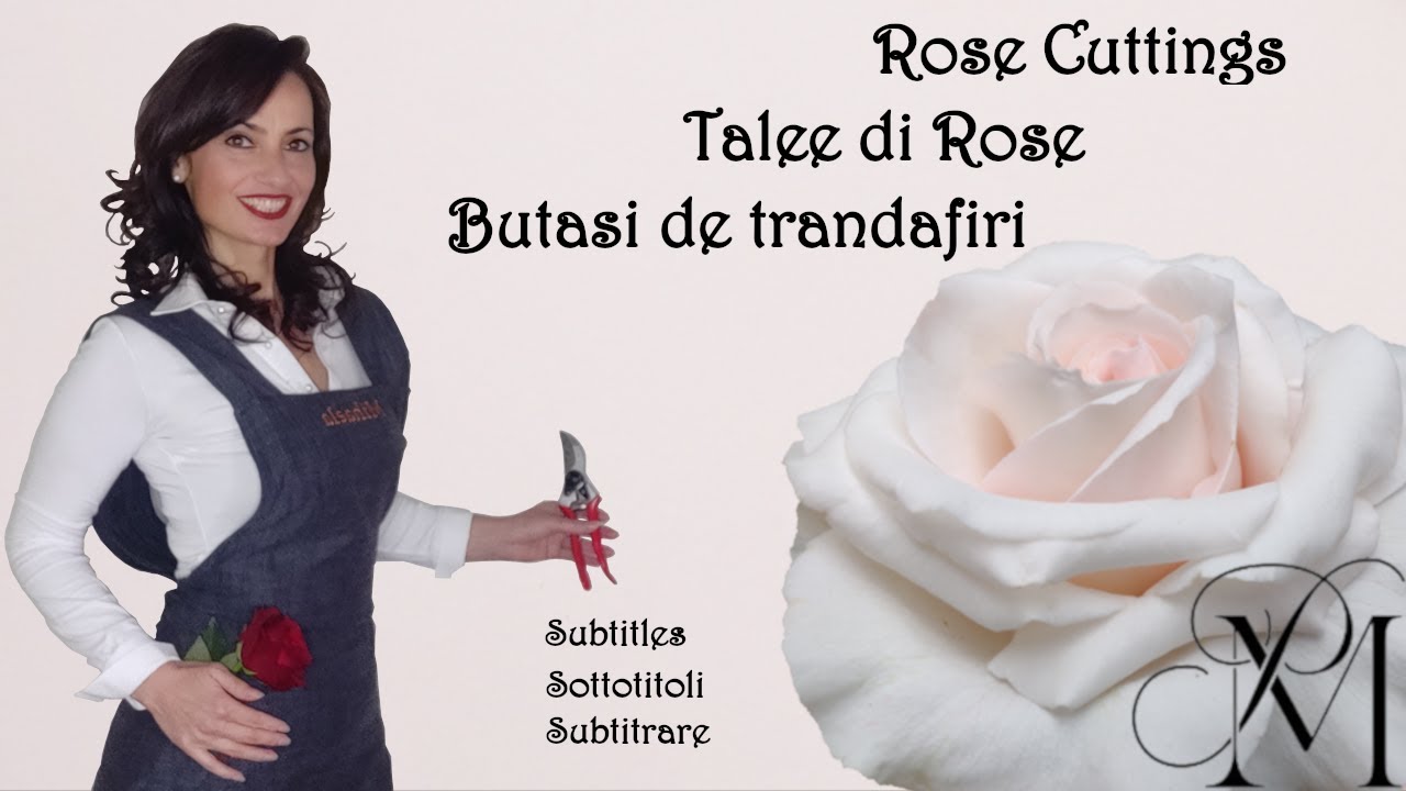 Talea di rosa - quando e come ottenerla con dimostrazione pratica