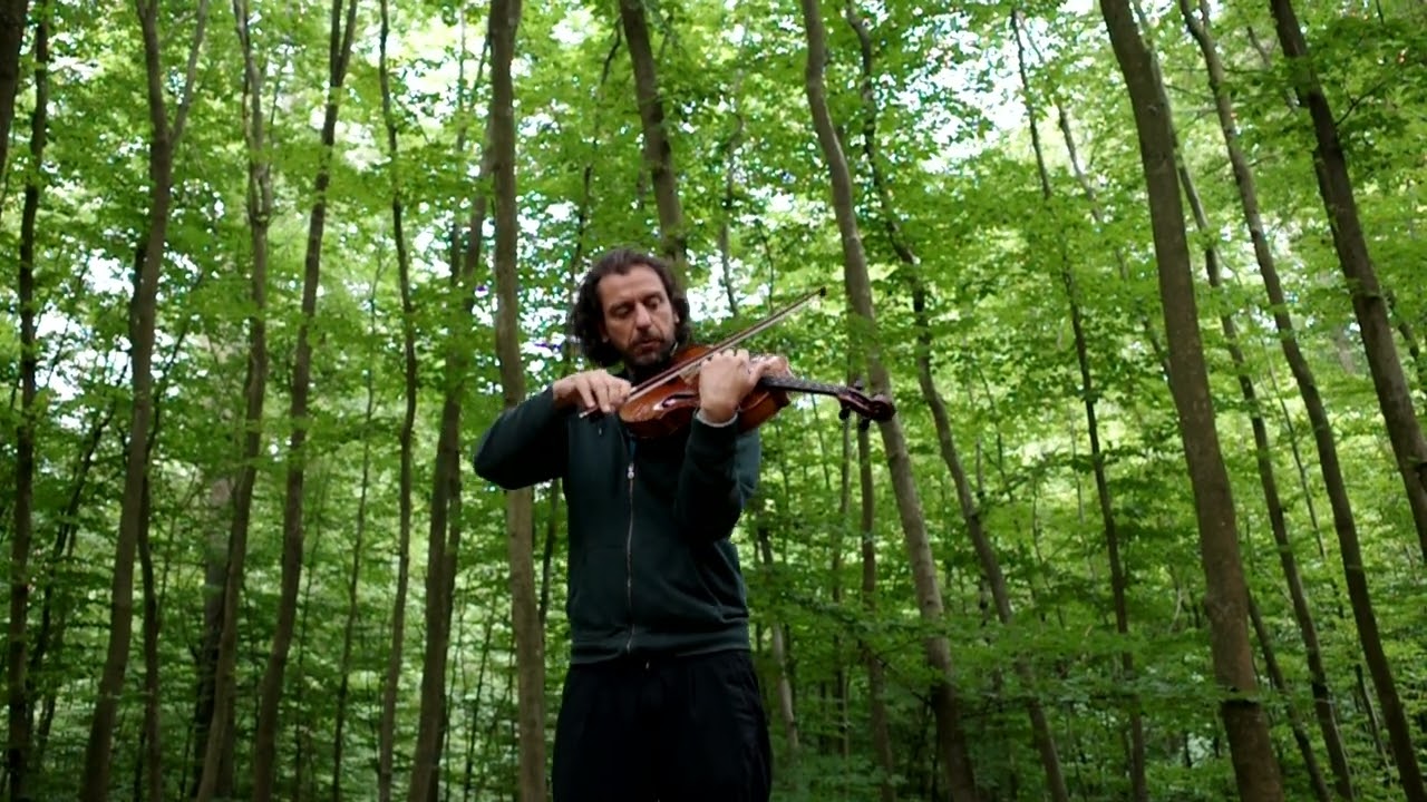 viola forest free improv