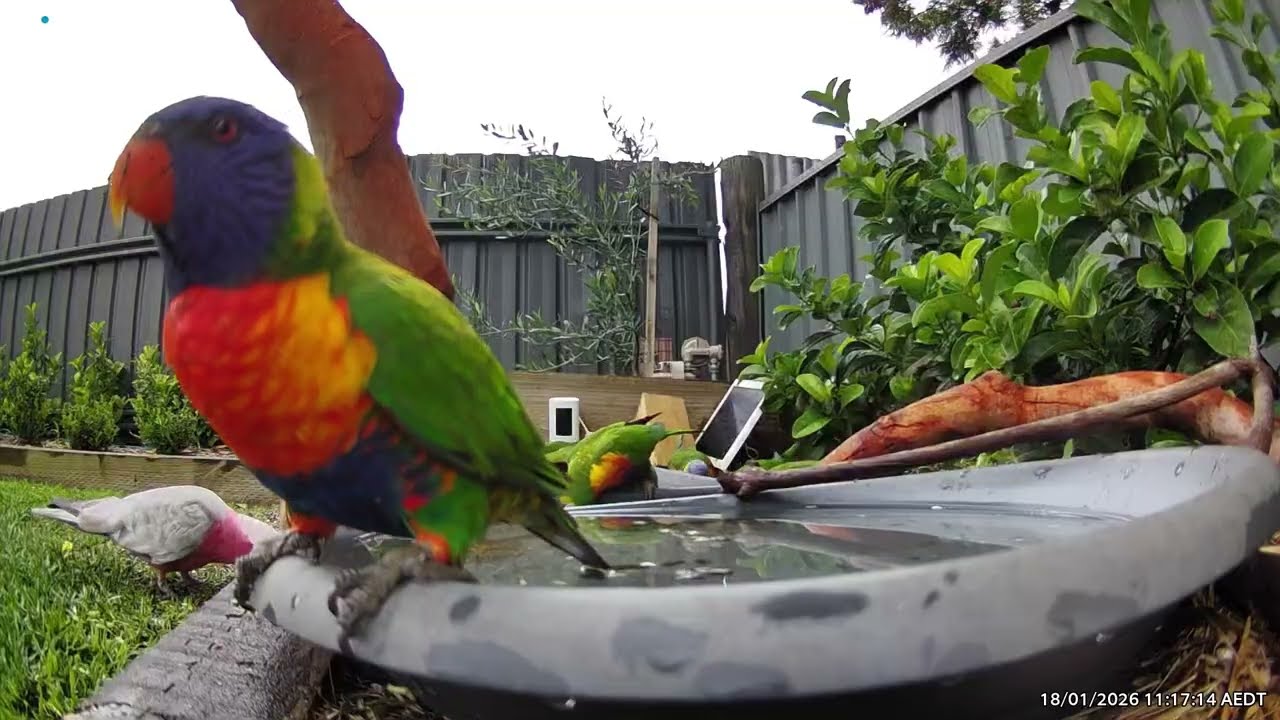 Australian Bird Bath Cam | 18/1/26 | rainbow lorikeets | galahs | cat tv | crazy sounds | corella