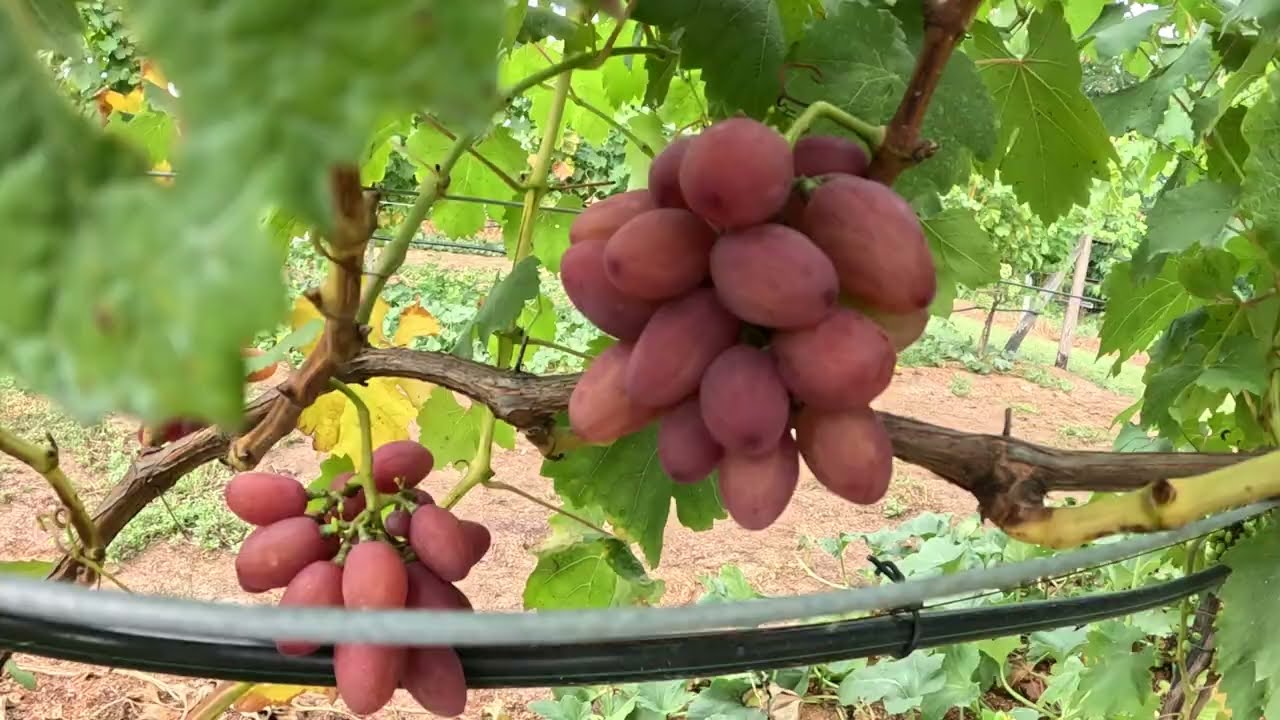 Bogema
