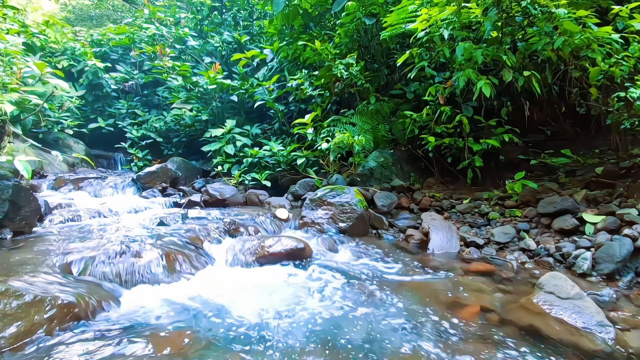 Forest River Sounds for Calm Evenings