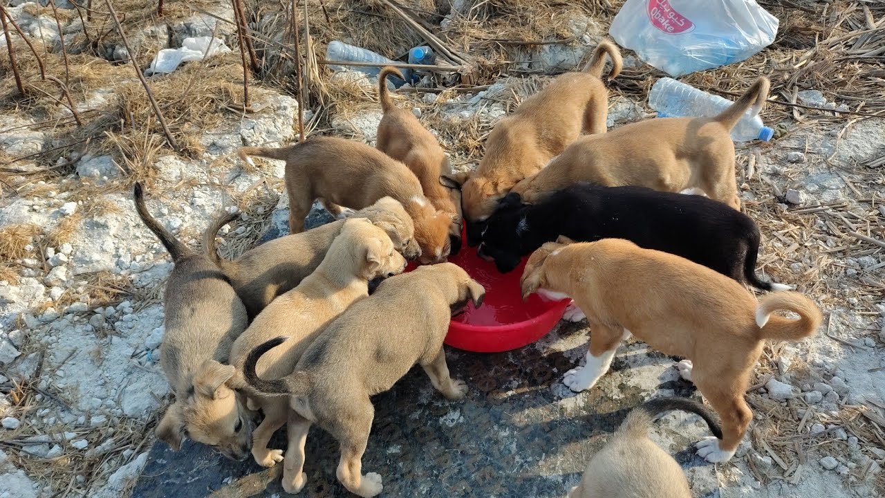 Обеспечены водой 12 жаждущих, голодных и страдающих щенков в пустыне 🐶💔