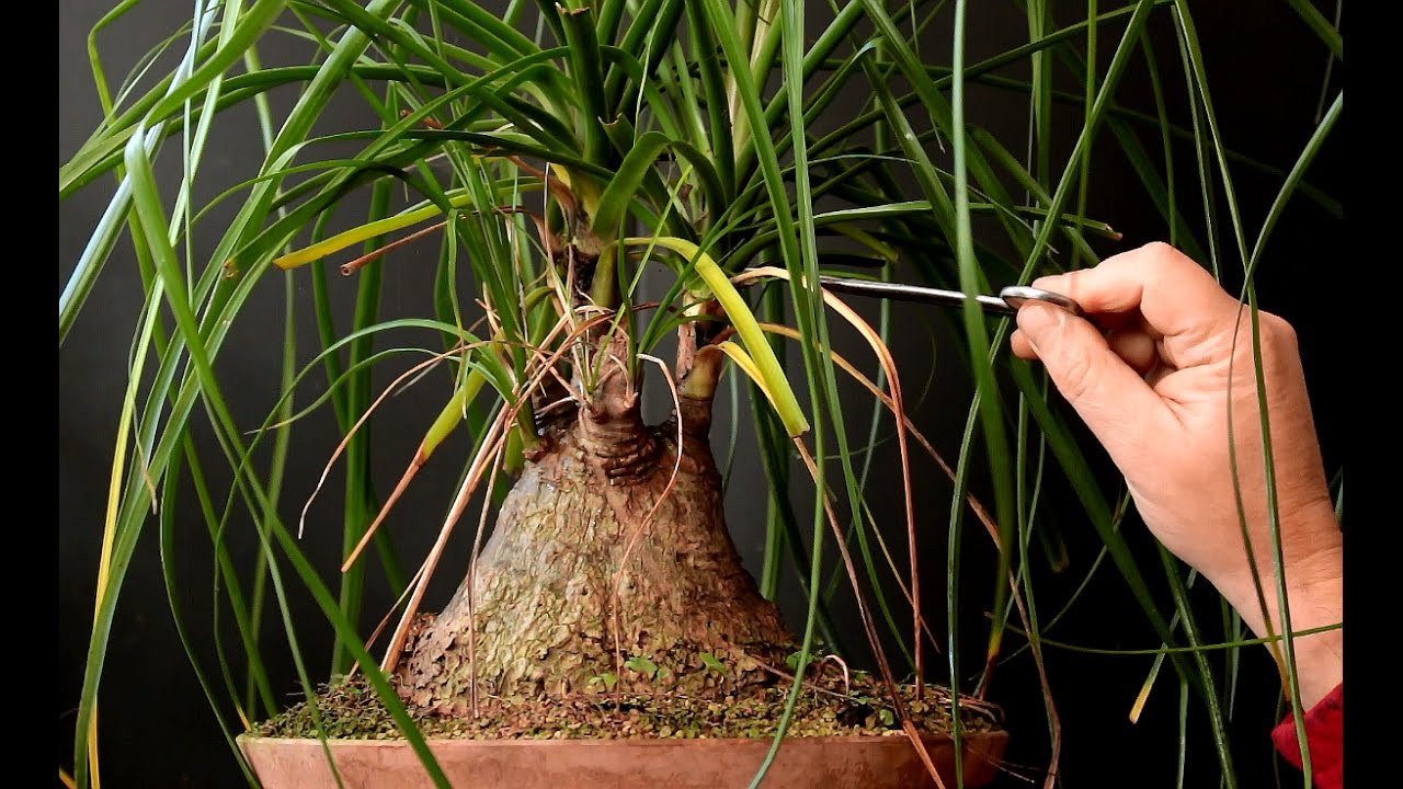 Ponytail Palm Bonsai, Oct 2016
