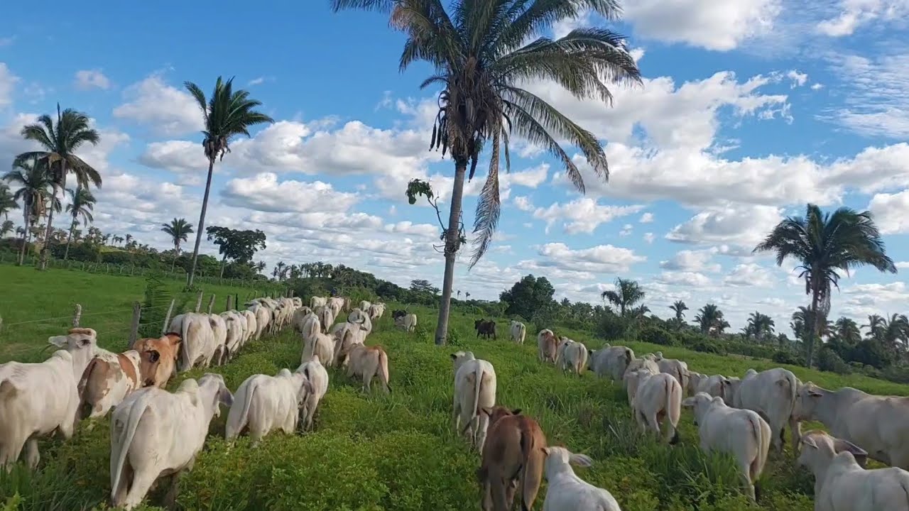 NA LIDA COM O GADO FAZENDA MESQUITA 
