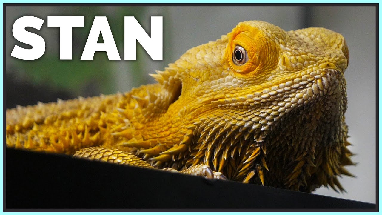 1 Year Update on Stan, The Old & Angry Bearded Dragon!