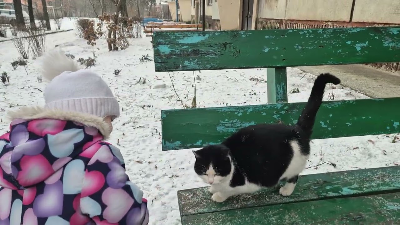 #кошка