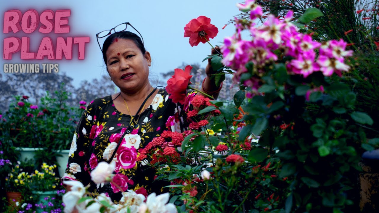 Rose Plant Growing Tips and Care in Nepali I Nepali Gardening Channel