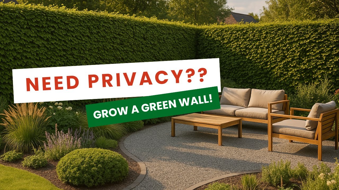Need Privacy? Try These 5 Fast Growing Hedge Plants