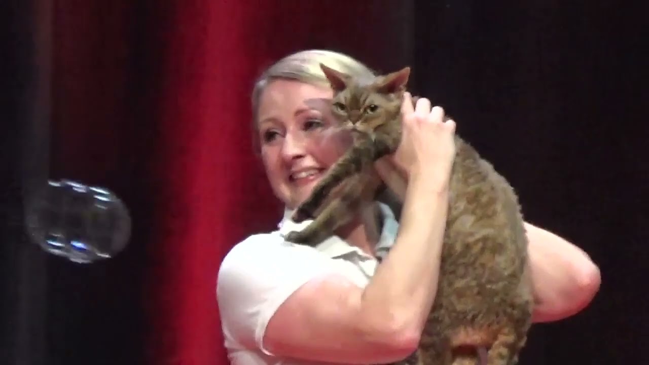 FIFe World Cat Show 2023 Strasbourg 7 Category 4