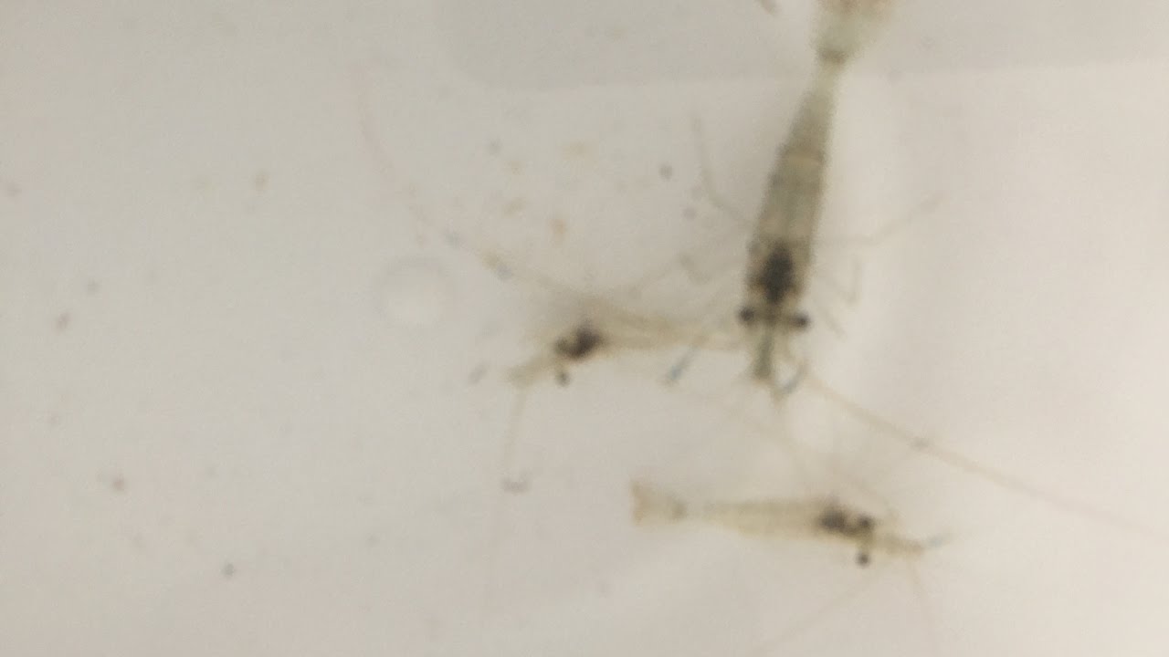 Nassa Per Gamberetti Di Scoglio Fai Da Te