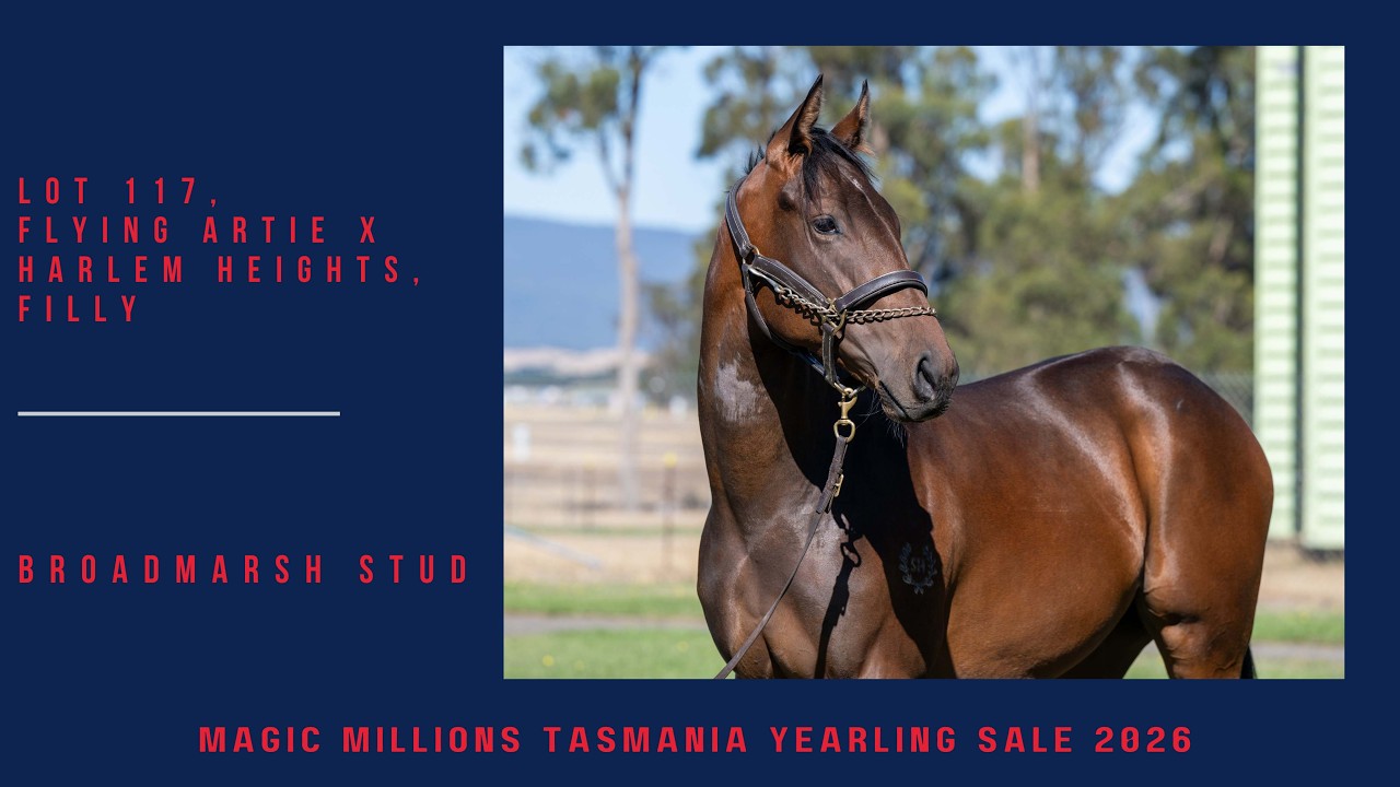 Lot 117 Flying Artie x Harlem Heights Filly from Broadmarsh Stud