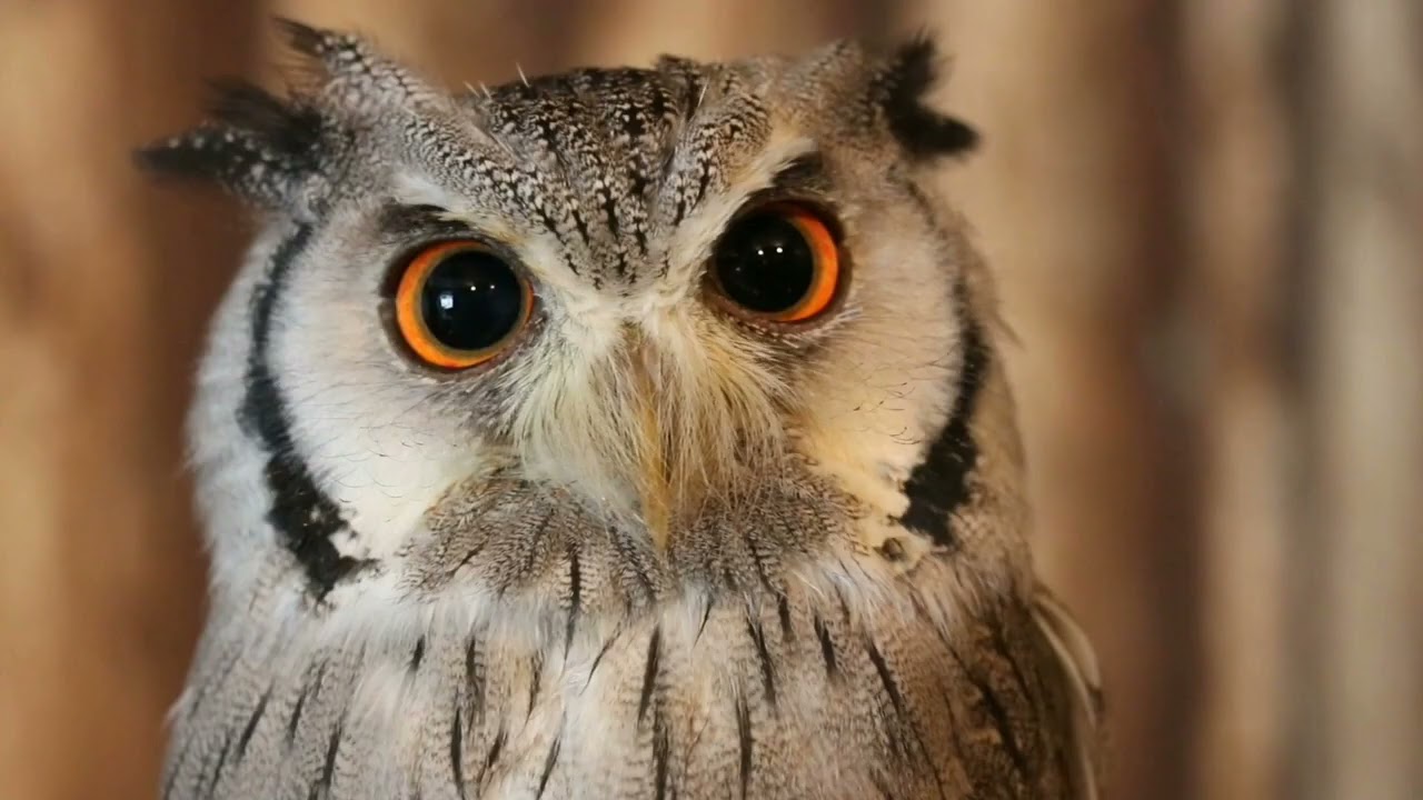 totalbirds animal video