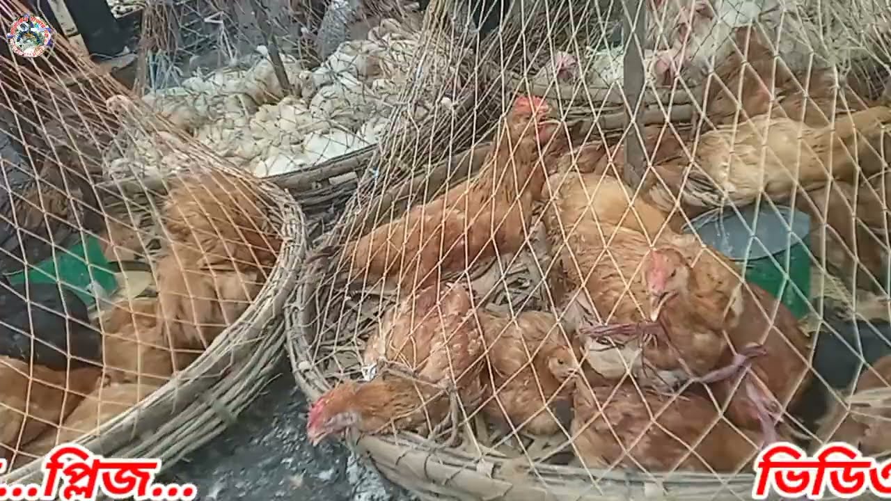 আজকের মুরগির বাজার দর কেমন কারওয়ানবাজারে | ব্রয়লার ও কক মুরগীর দাম | বিভিন্ন ধরনের মুরগির দাম |