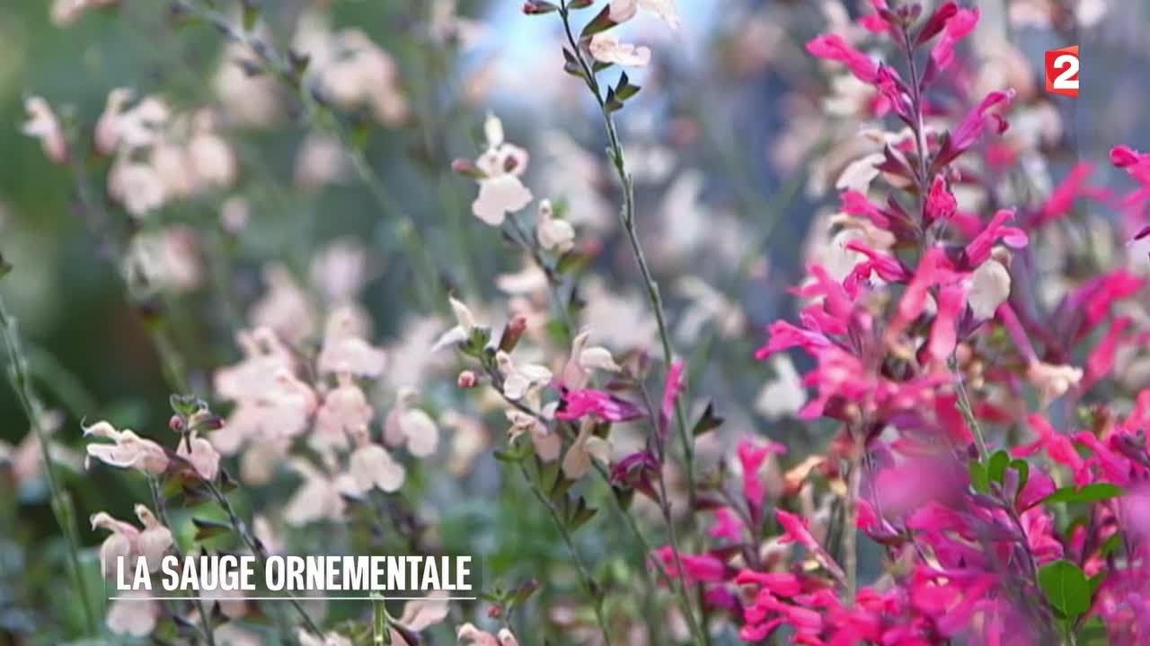 Jardin - La sauge ornementale
