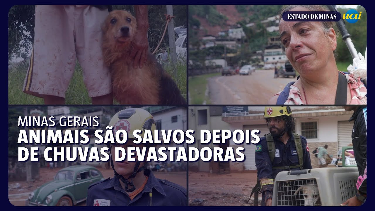Resgate salva cães e aves após temporais em Minas