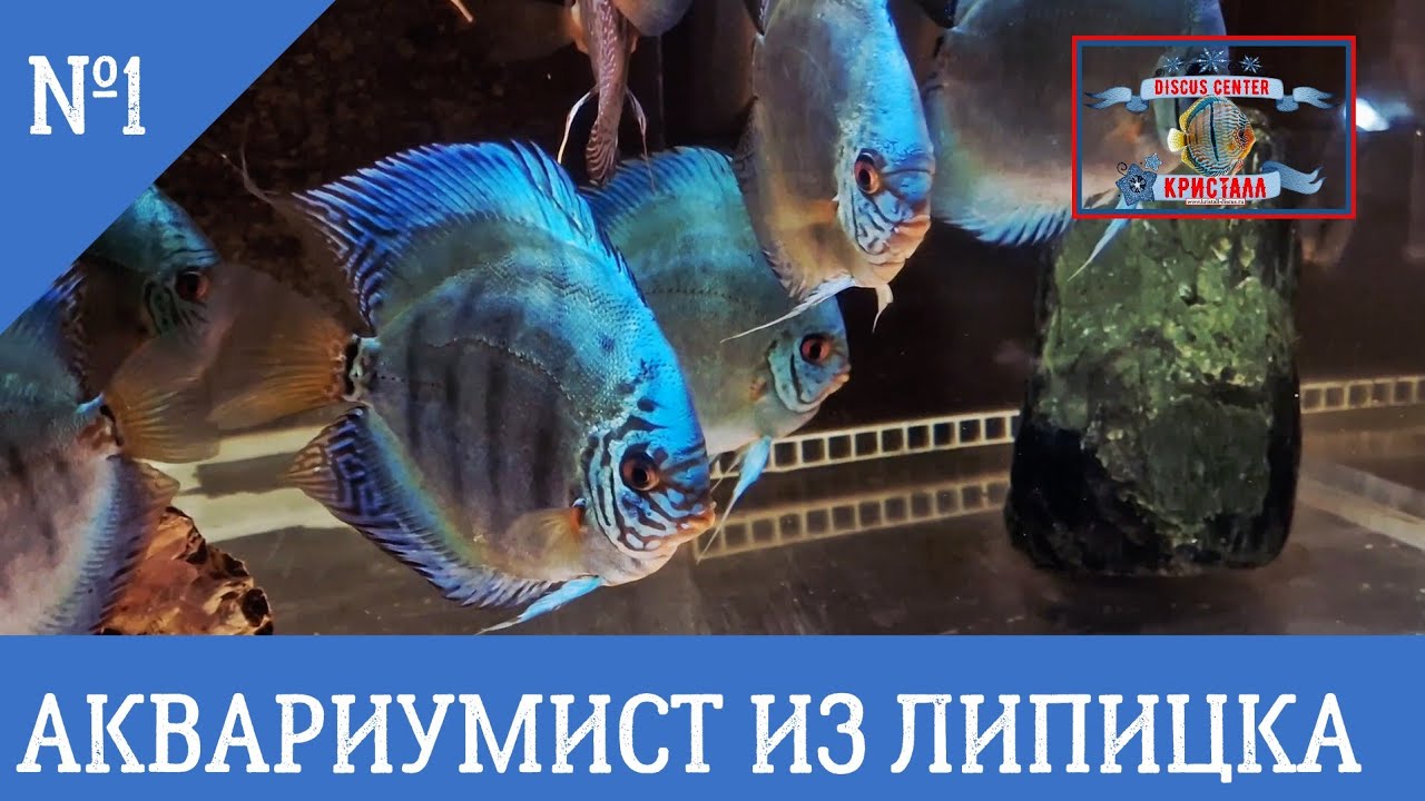 АКВАРИУМИСТ ИЗ ЛИПИЦКА. ЗНАКОМЬТЕСЬ! 👍 