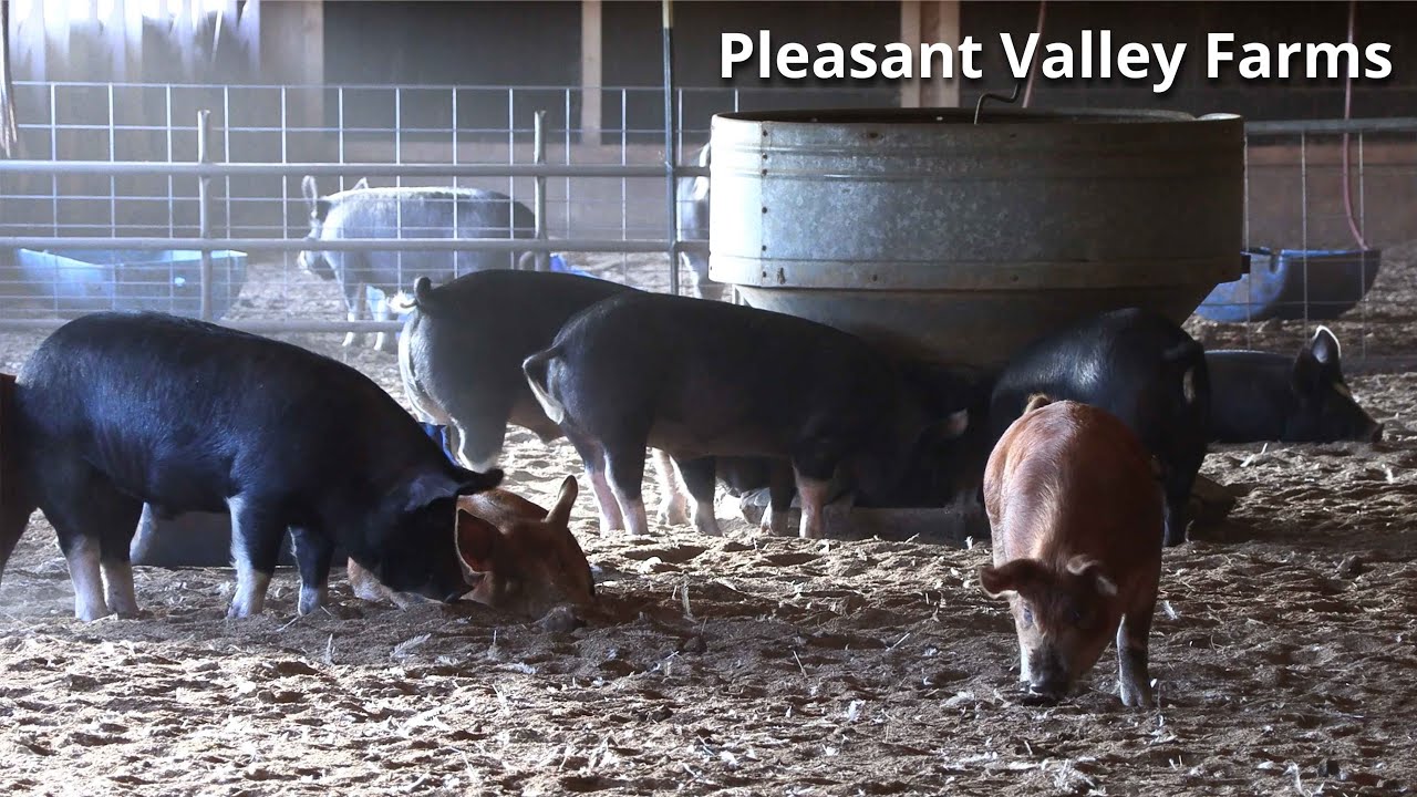 Pleasant Valley Farms | Berkshire Hogs