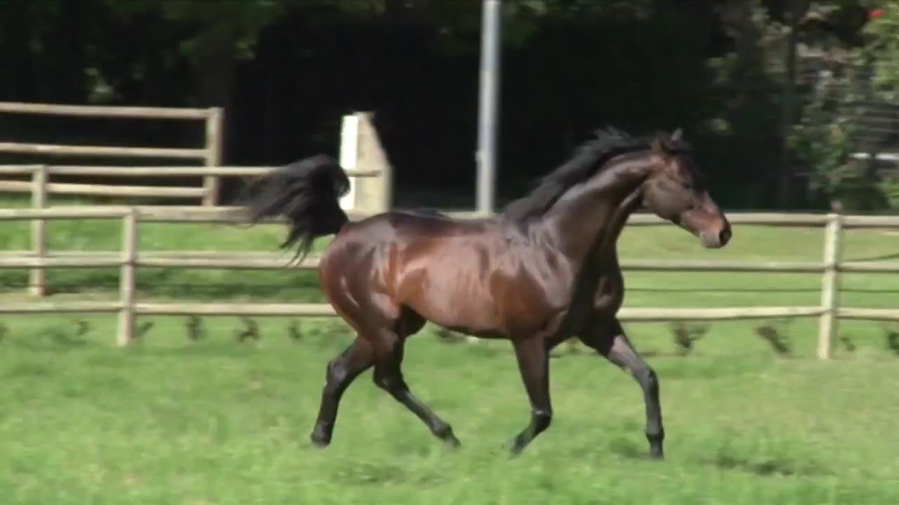 Jay Peg - Turf Talk 2016 (Tellytrack)