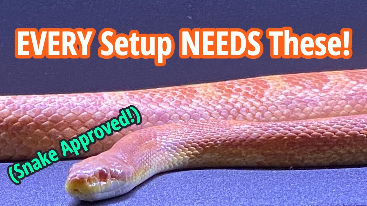 3 Things EVERY Corn Snake Setup Needs!