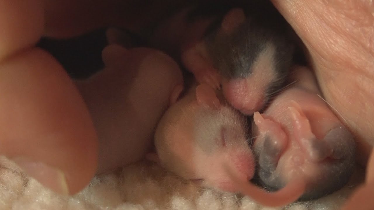 Socializing Baby Mice