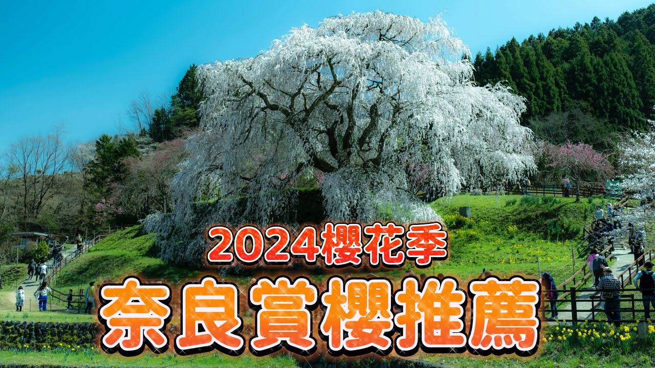 【奈良櫻花推薦】奈良賞櫻不可錯過的地方｜沒有觀光客的奈良小眾櫻花勝地｜奈良的櫻花季