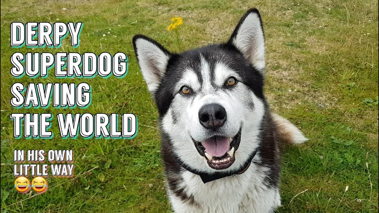 Batdog protects all kinds of weird things, then gets treats