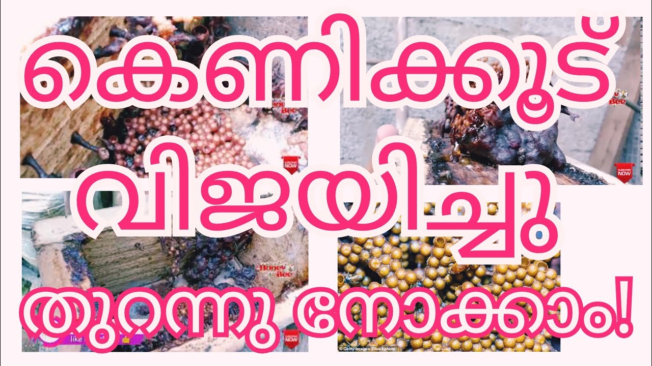 Check out the successful Stingless bee hive in the trap| Cherutheneecha trap