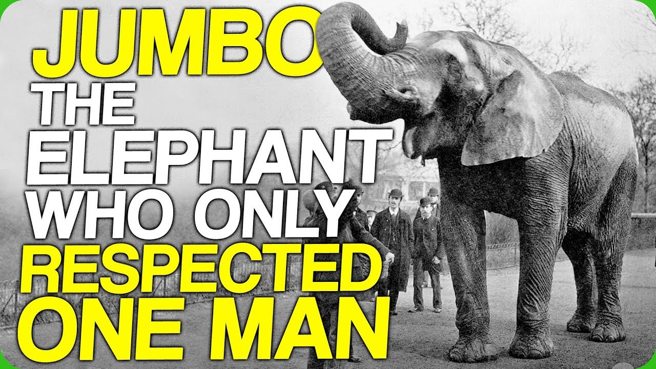 Jumbo, The Elephant Who Only Respected One Man (How Do You Stop a Giant Elephant)