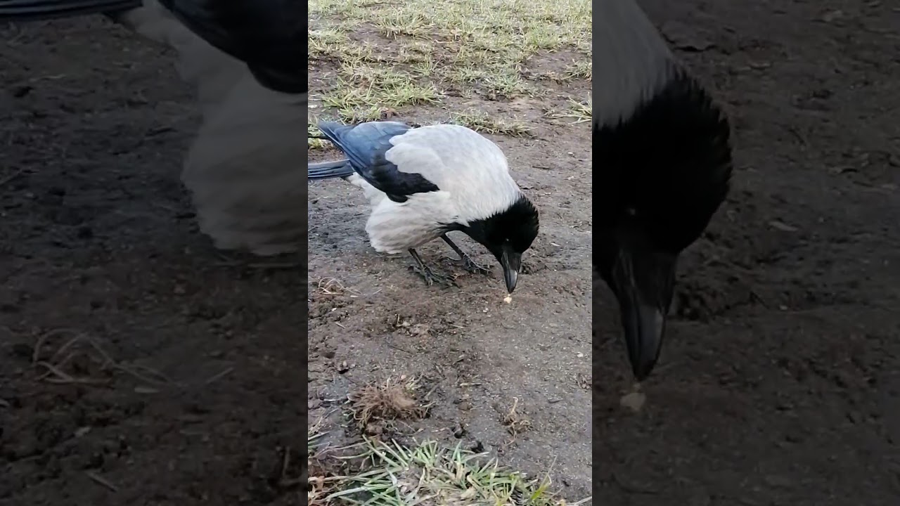 Hooded crows are not too keen on sun flower seeds / Вороны не хотят семечки
