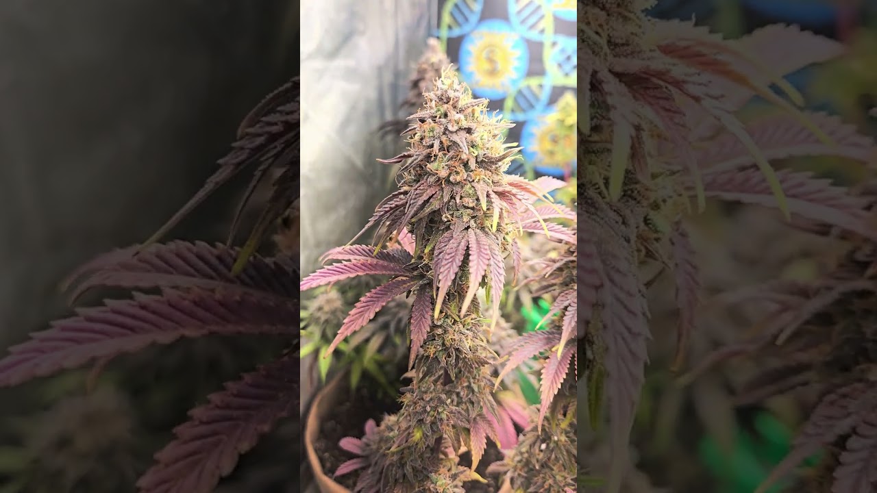 When to harvest a marijuana plant? Indica vs sativa effects. Pistol & trichome development.