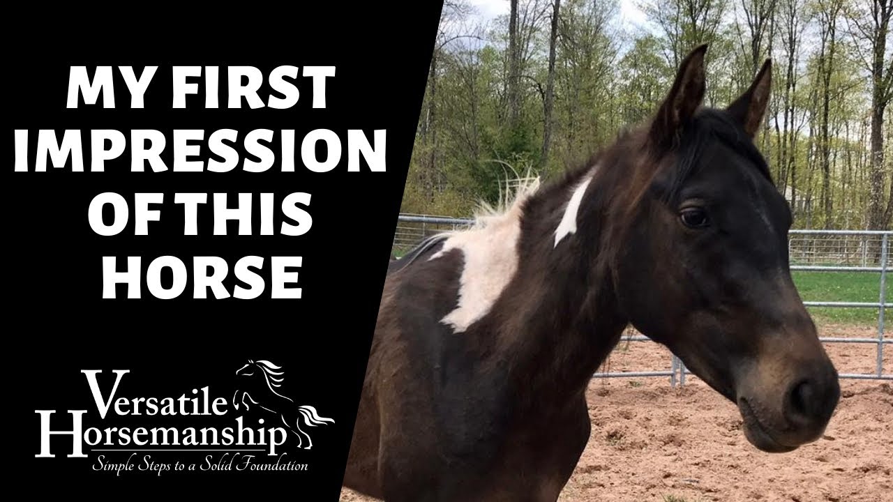 MY FIRST IMPRESSION OF THIS HORSE (and checking for lice) // Versatile Horsemanship