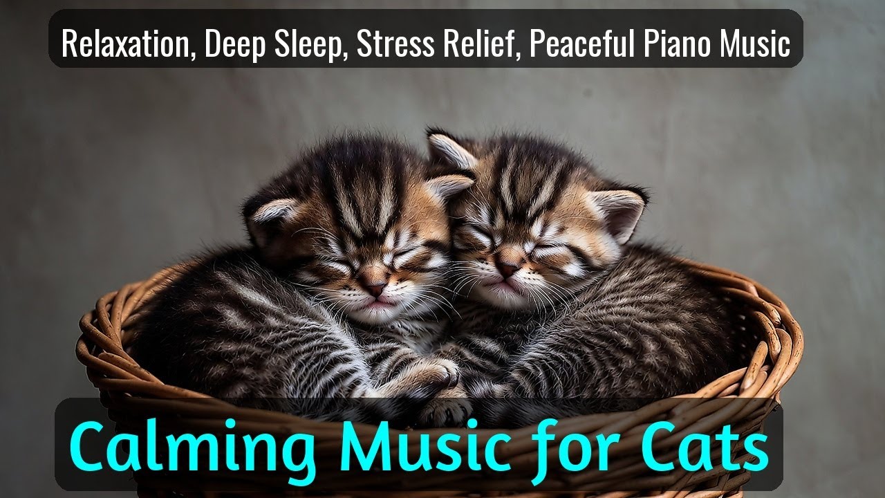 LIVE Cute Sleeping Cats Video for Calm Mood 😌 | Season 19