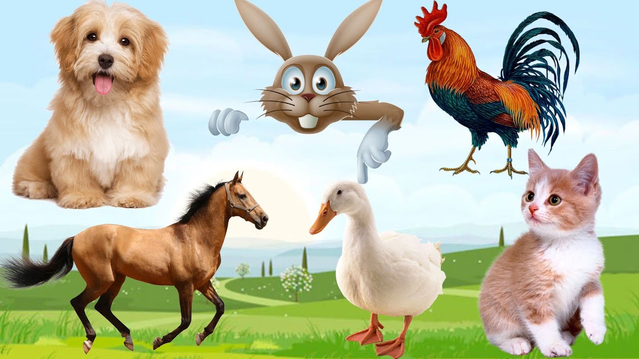 Милые и забавные действия собак, кошек, цыплят, уток, кроликов, коров... Их милые звуки