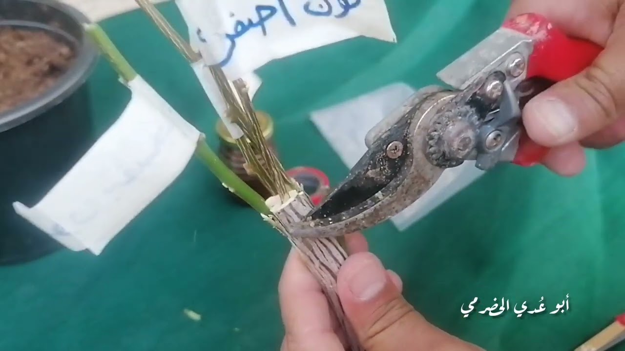 تطعيم الورد الجهنمي بالعُقل/ أبو عُدي الحضرمي