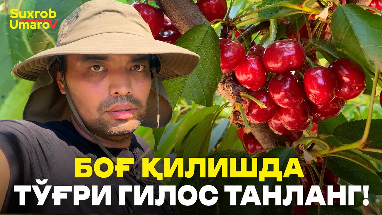Ўзини Исботлаган Экспортбоп Гилос Навлари!