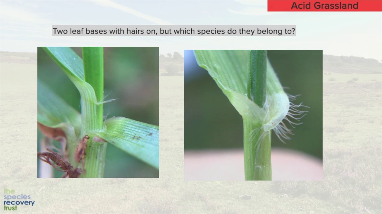 Grasses Course Test